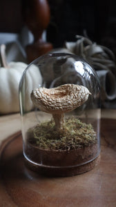 Preserved Milkcap Mushroom