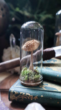 Load image into Gallery viewer, Tall Mushroom Dome
