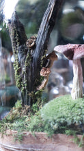 Load image into Gallery viewer, Large Mushroom Curiosity
