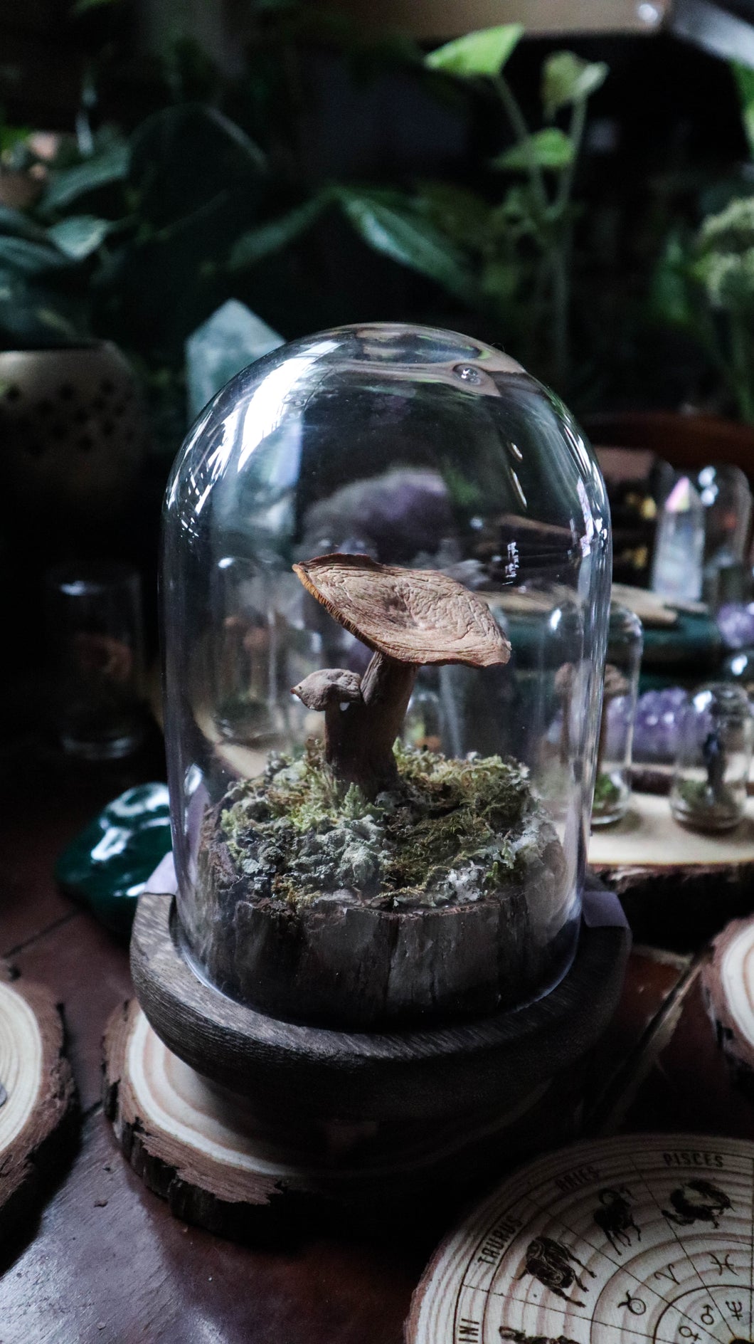 Large Mushroom Curiosity Dome