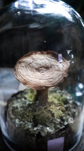 Load image into Gallery viewer, Large Mushroom Curiosity Dome
