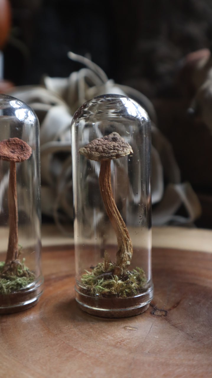 Preserved Mushroom (tall)